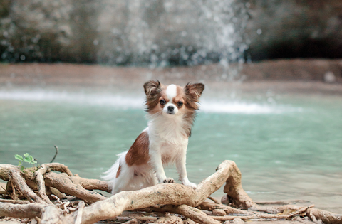 Dog at a waterfall