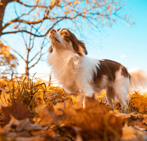 dog smelling fresh air on a sniffari