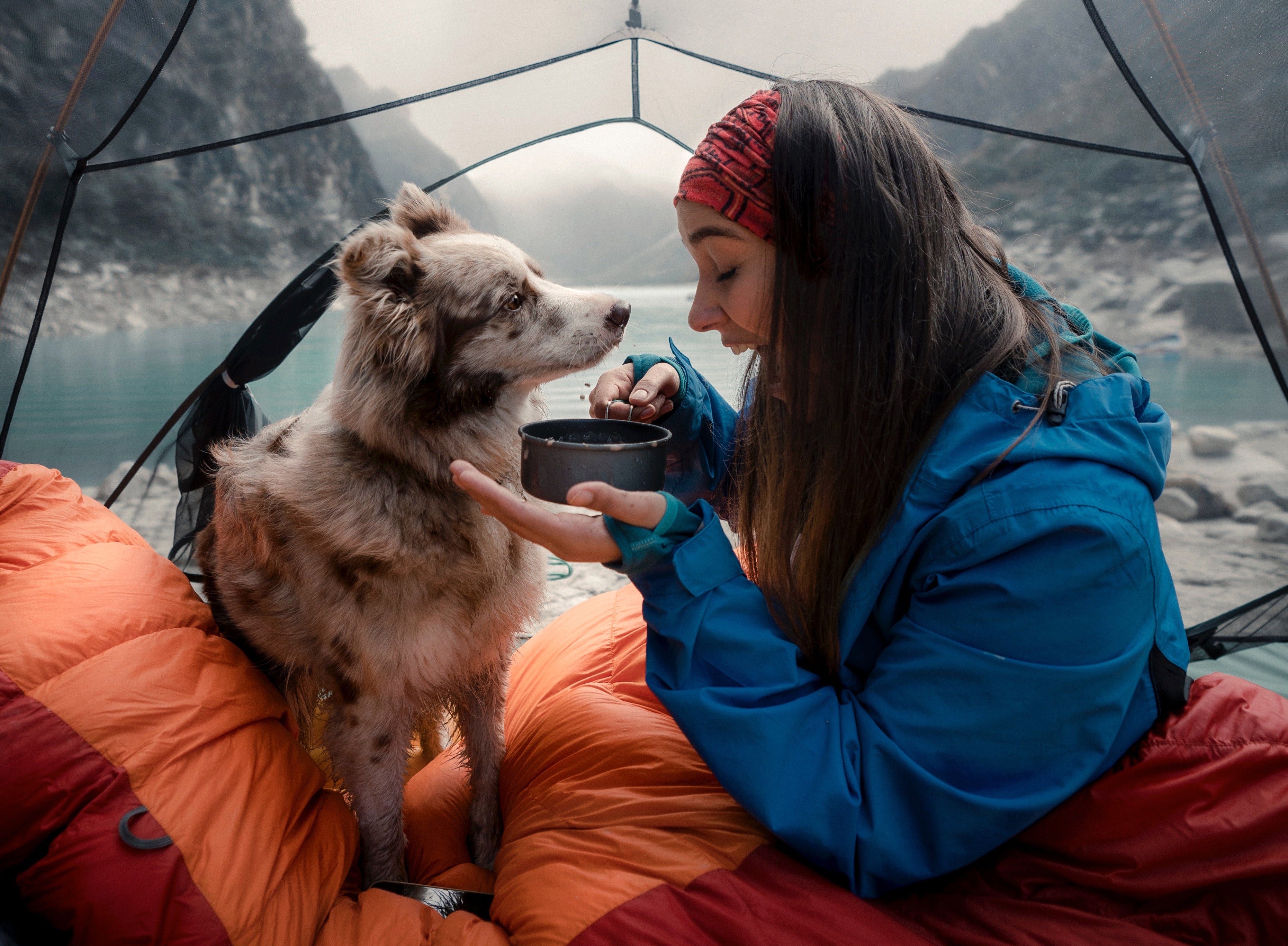 Camping with dogs