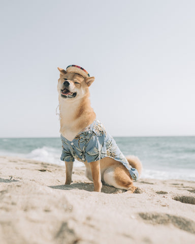 Dog enjoying summer