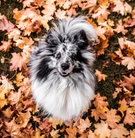 cute dog in autumn leaves