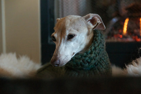 Dog wearing a snood sweater