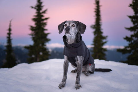 Dog wearing a puffy jacket in the mountains | Photo of Cooper by Kristina Kotlebova