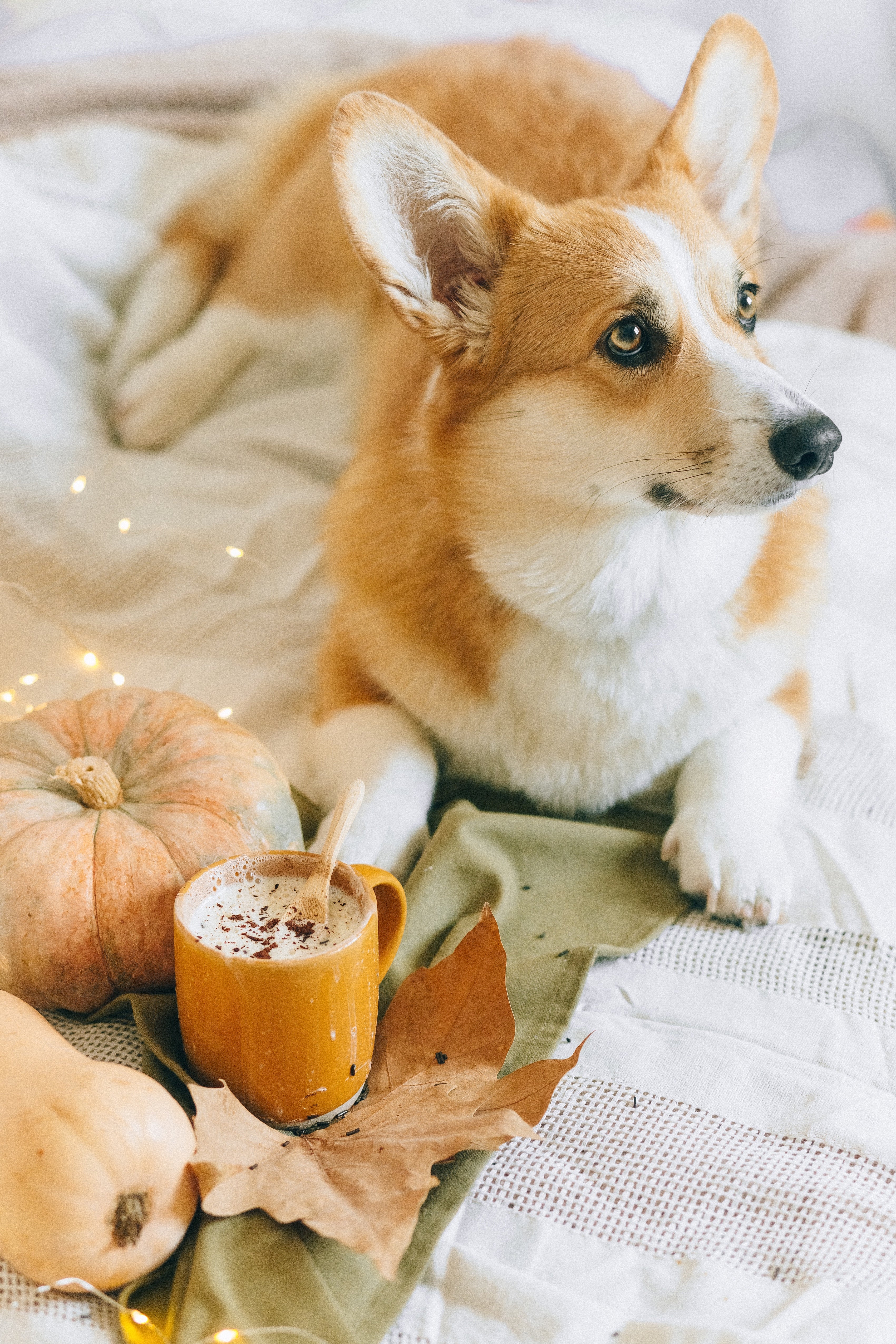 cute dog in bed with pumpkin spiced latte puppuccino coffee