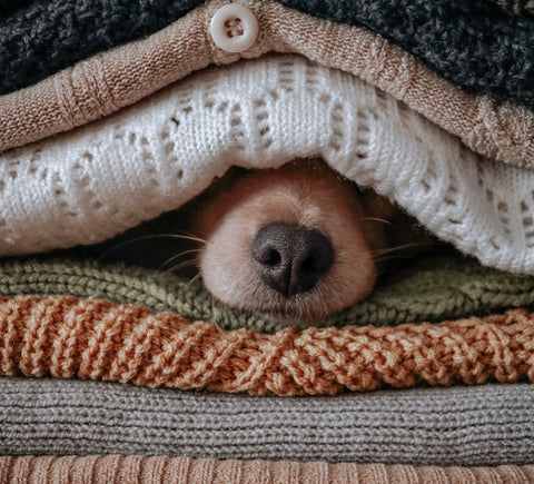 dog cozy in sweaters