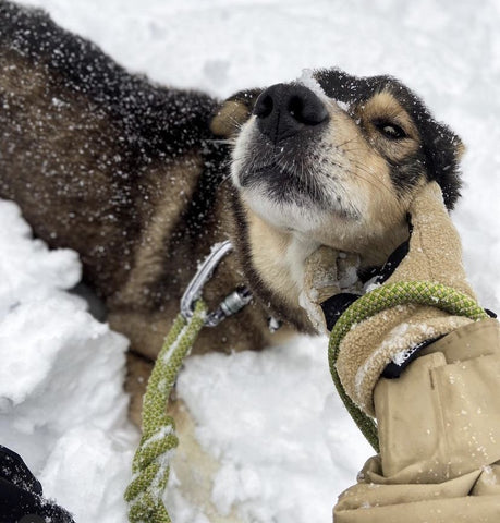 Dog in snow wearing an upcycled climbing rope leash from Little Pine