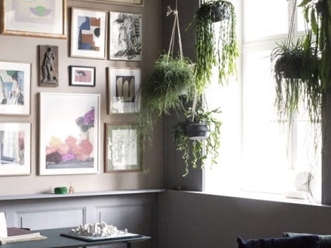 Plants for wellbeing in the home & home office 