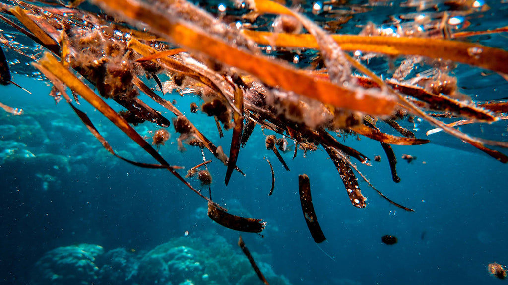 Brown seaweed.