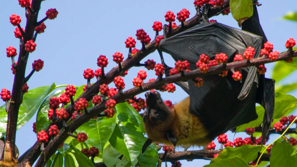 Fruit bat in tree.
