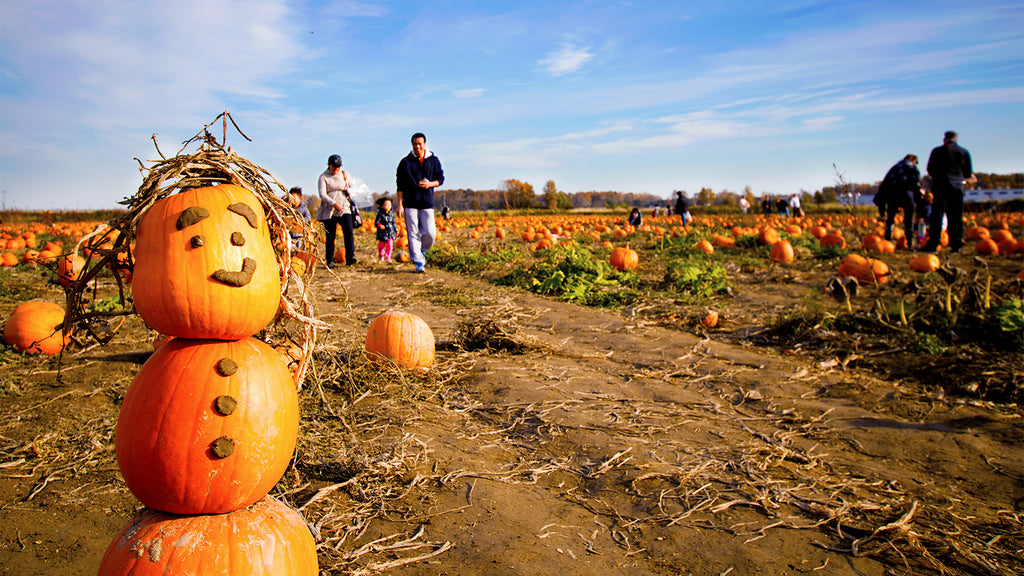 Pumpkin field