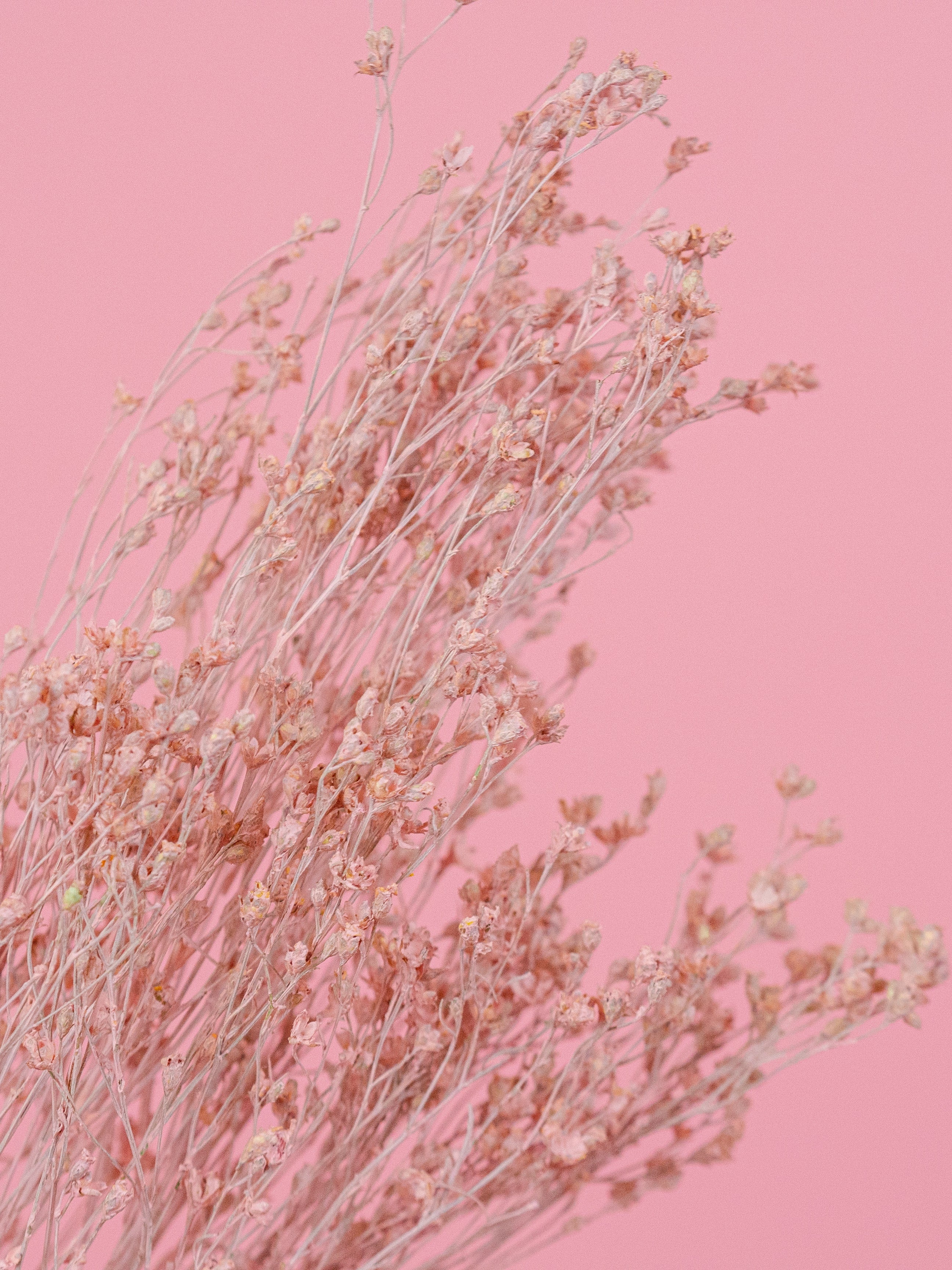 trockenblumen-broom-bloom-altrosa-rosa-bundware-beflowerly