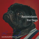 Antioxidants For Dogs