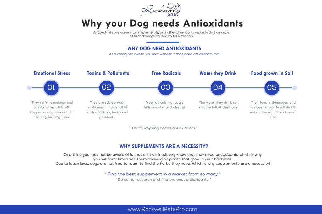 Antioxidants For Dogs