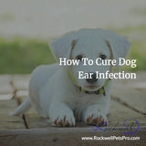 How To Cure Dog Ear Infection
