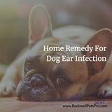 Home Remedy For Dog Ear Infection