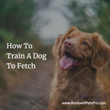 How To Train A Dog To Fetch