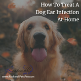 How To Treat A Dog Ear Infection At Home