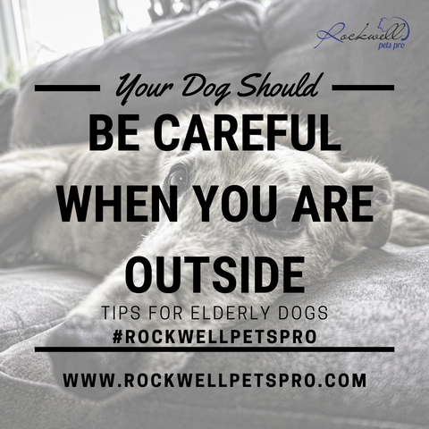 Old Dogs That Are No Longer Listening www.rockwellpetspro.com