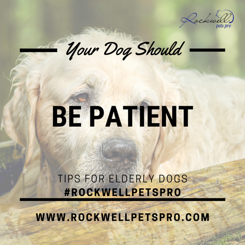 Old Dogs That Are No Longer Listening www.rockwellpetspro.com