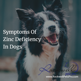 11 Symptoms Of Zinc Deficiency In Dogs You Should Not Ignore