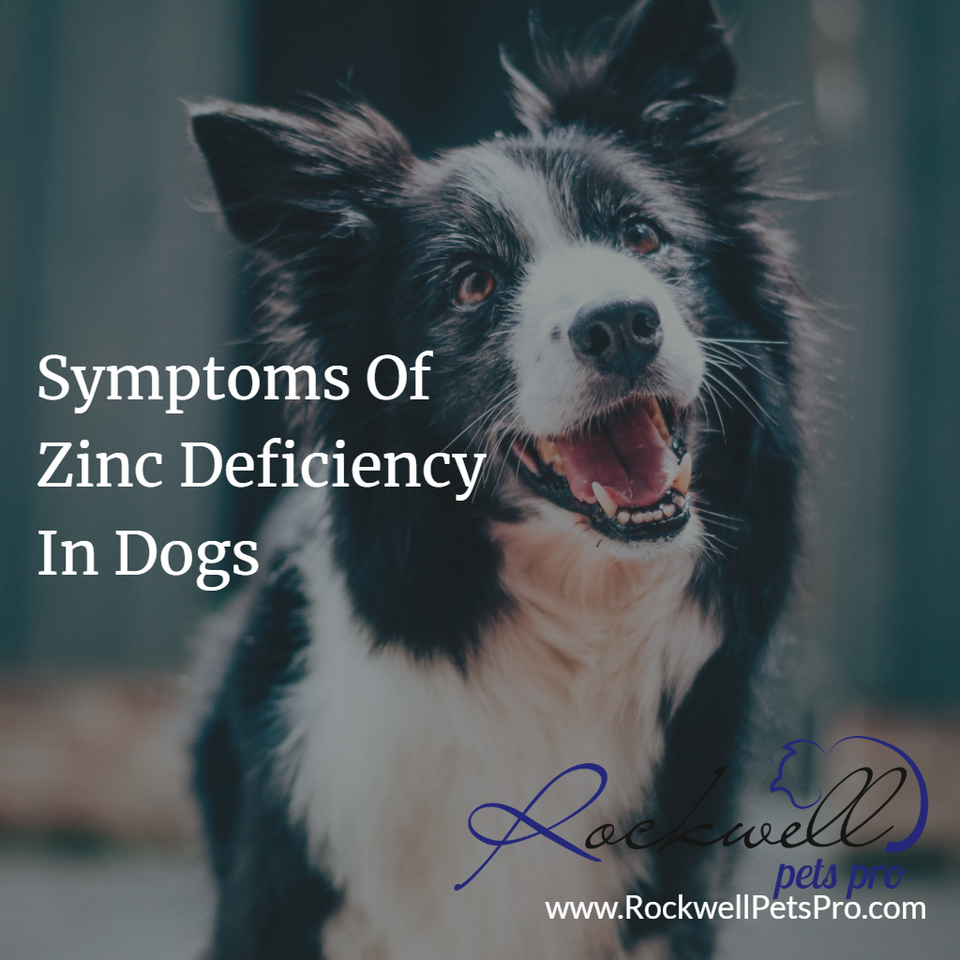 what are the symptoms of zinc deficiency in dogs