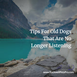 Tips For Old Dogs That Are No Longer Listening