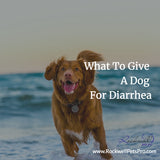 what to give dogs for diarrhea