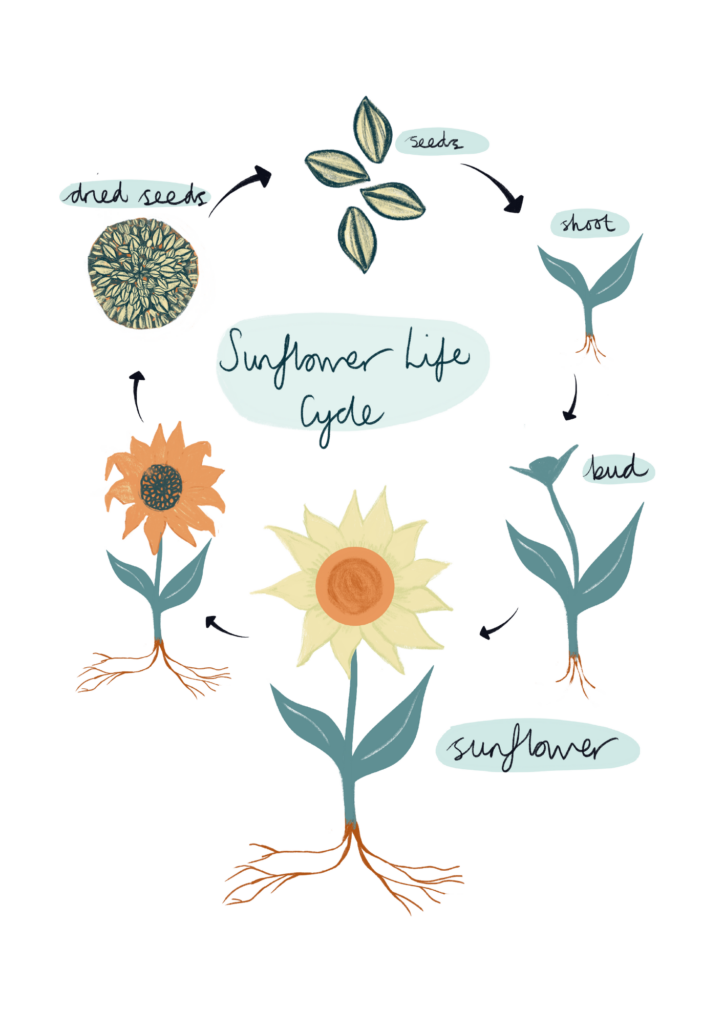 sunflower life cycle printable