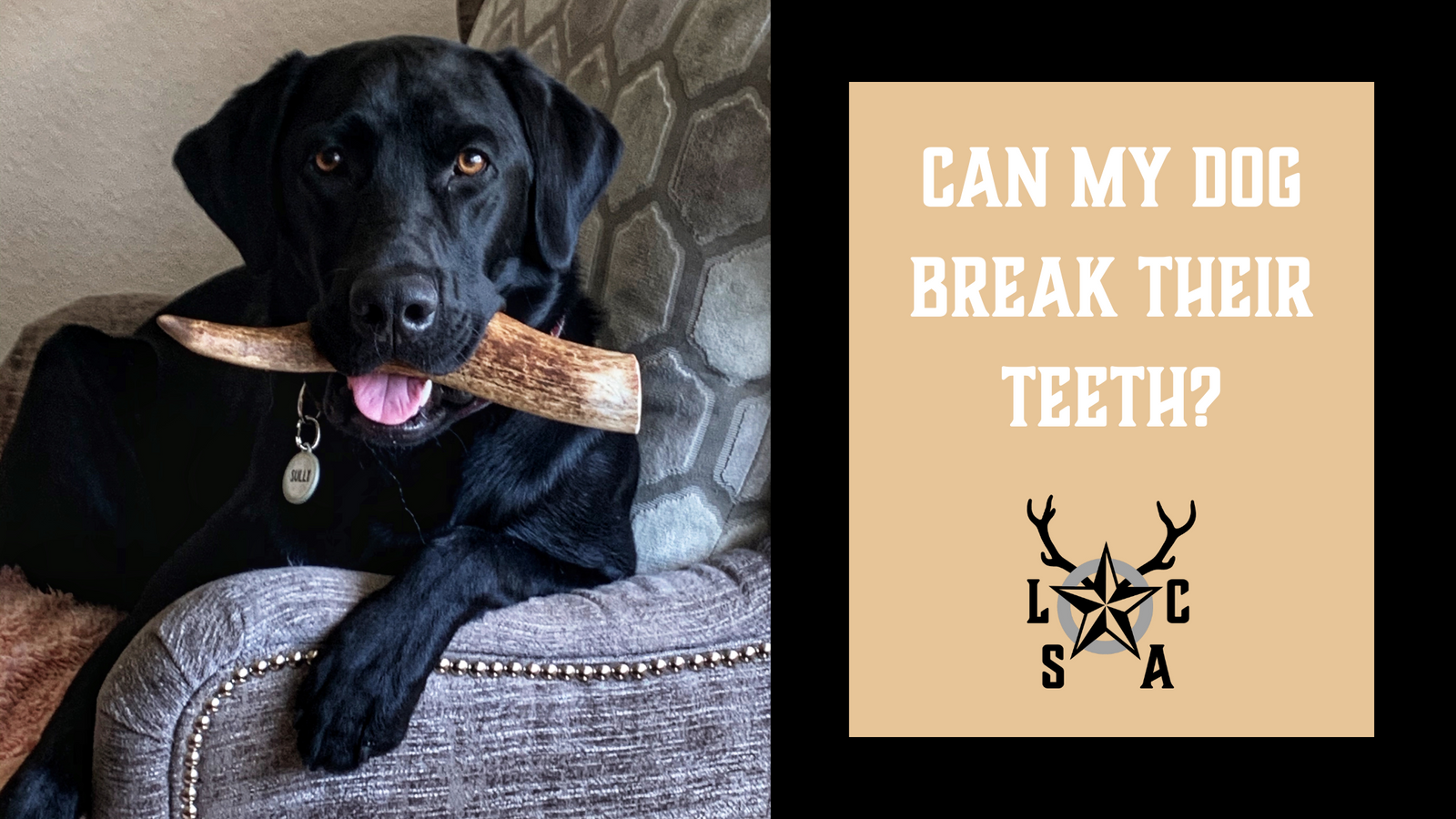 what happens if your dog breaks a tooth