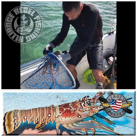 RFA Member Jason Nicko pulling a Lobster from the net to transfer to live well on way back to shore prior to cleaning and cooking! 