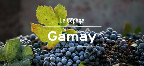 vin rouge cépage gamay