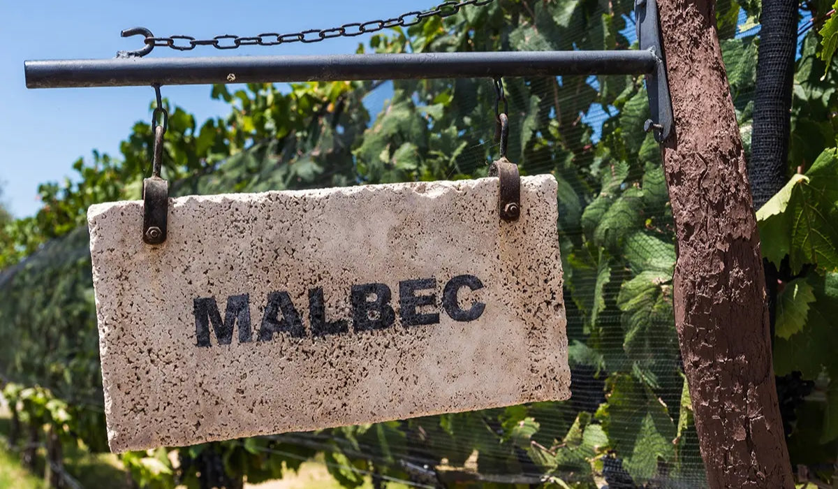 Malbec grape variety