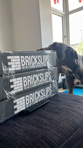 Blue checking out the new bricks | AAA - Cold Bath Road