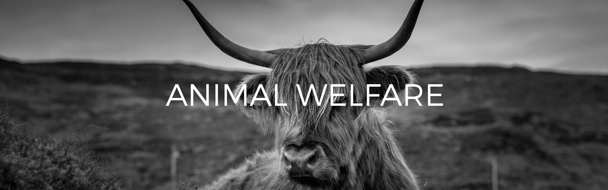 Audio Architect Apparel Animal Welfare Policy