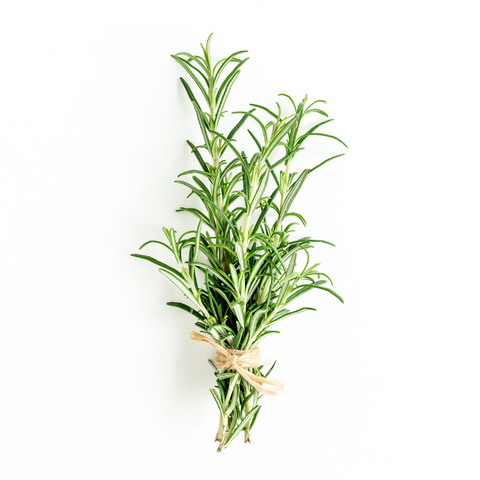 Rosemary Extract