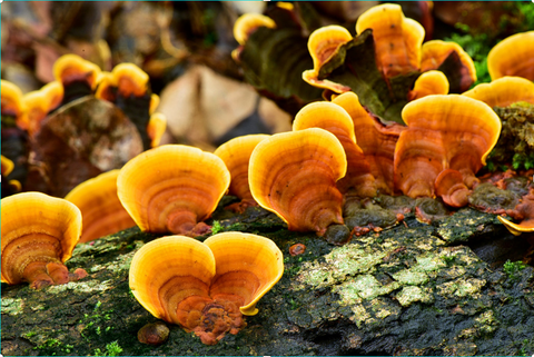 photo du champignon médicinal reishi