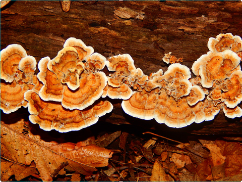 photo of polypore versicolor medicinal mushroom