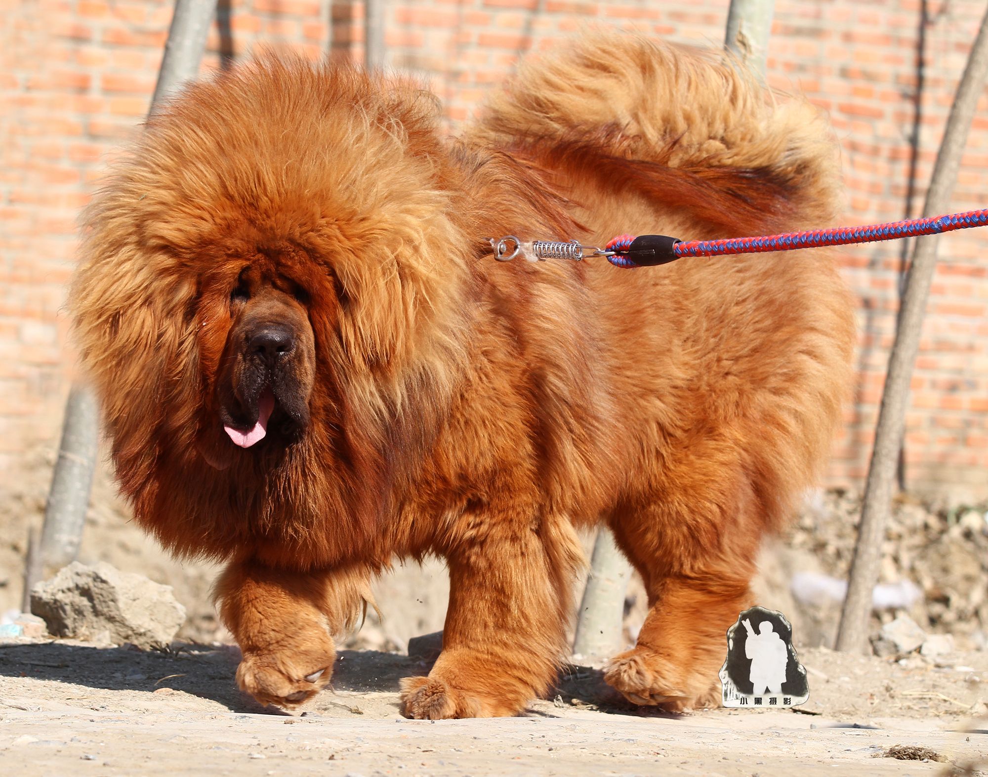 are tibetan mastiffs good with children