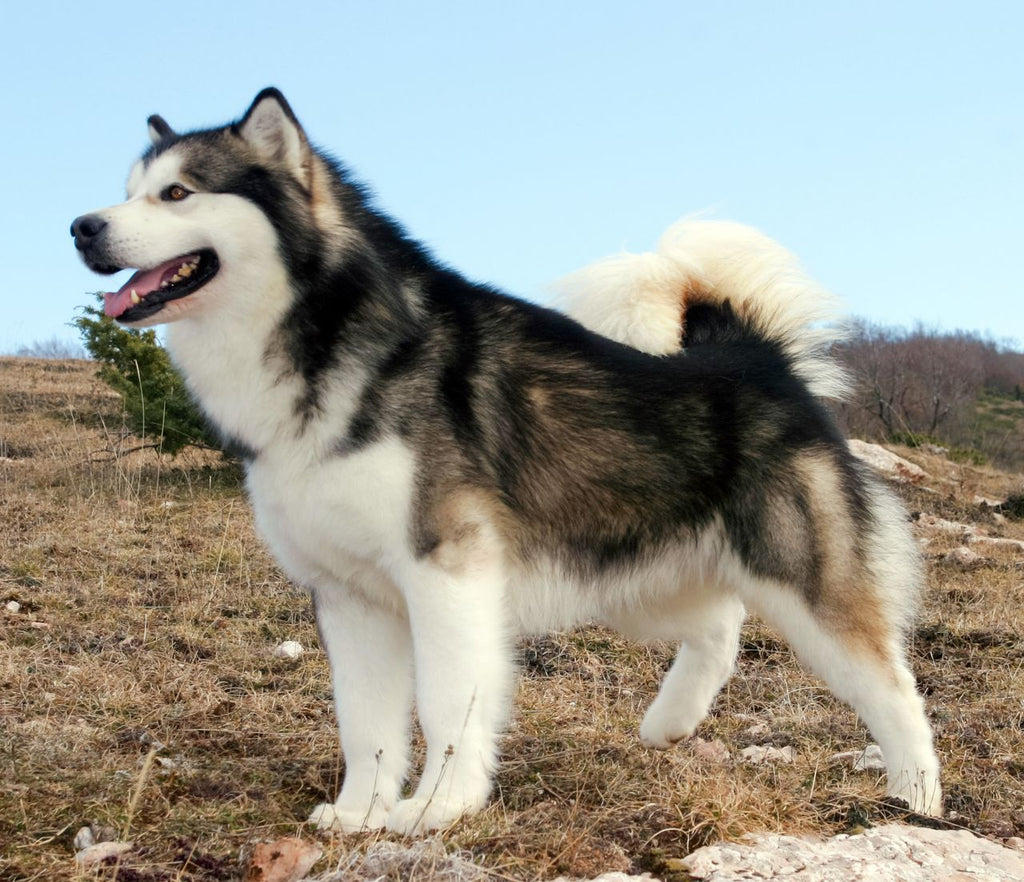 Lista 95+ Foto Cruza De Husky Con Alaska Malamute Cena Hermosa