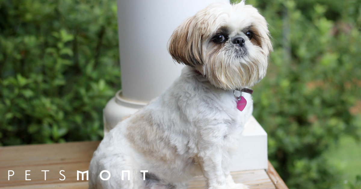 All You Need to Know About Bathing and Grooming Your Shih Tzu – Petsmont