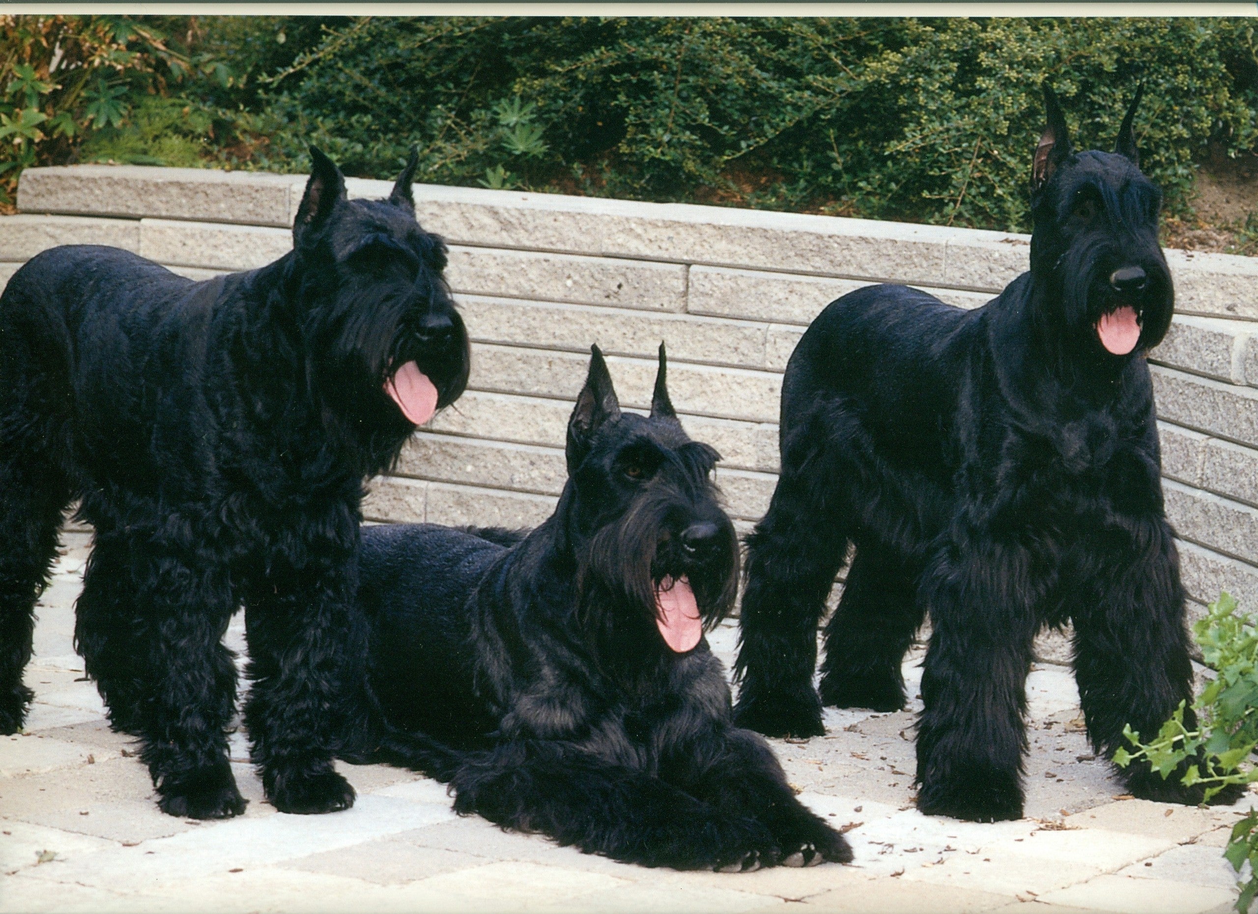 are giant schnauzers good with other dogs