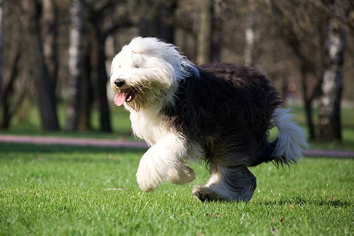 do old english sheepdog shed a lot