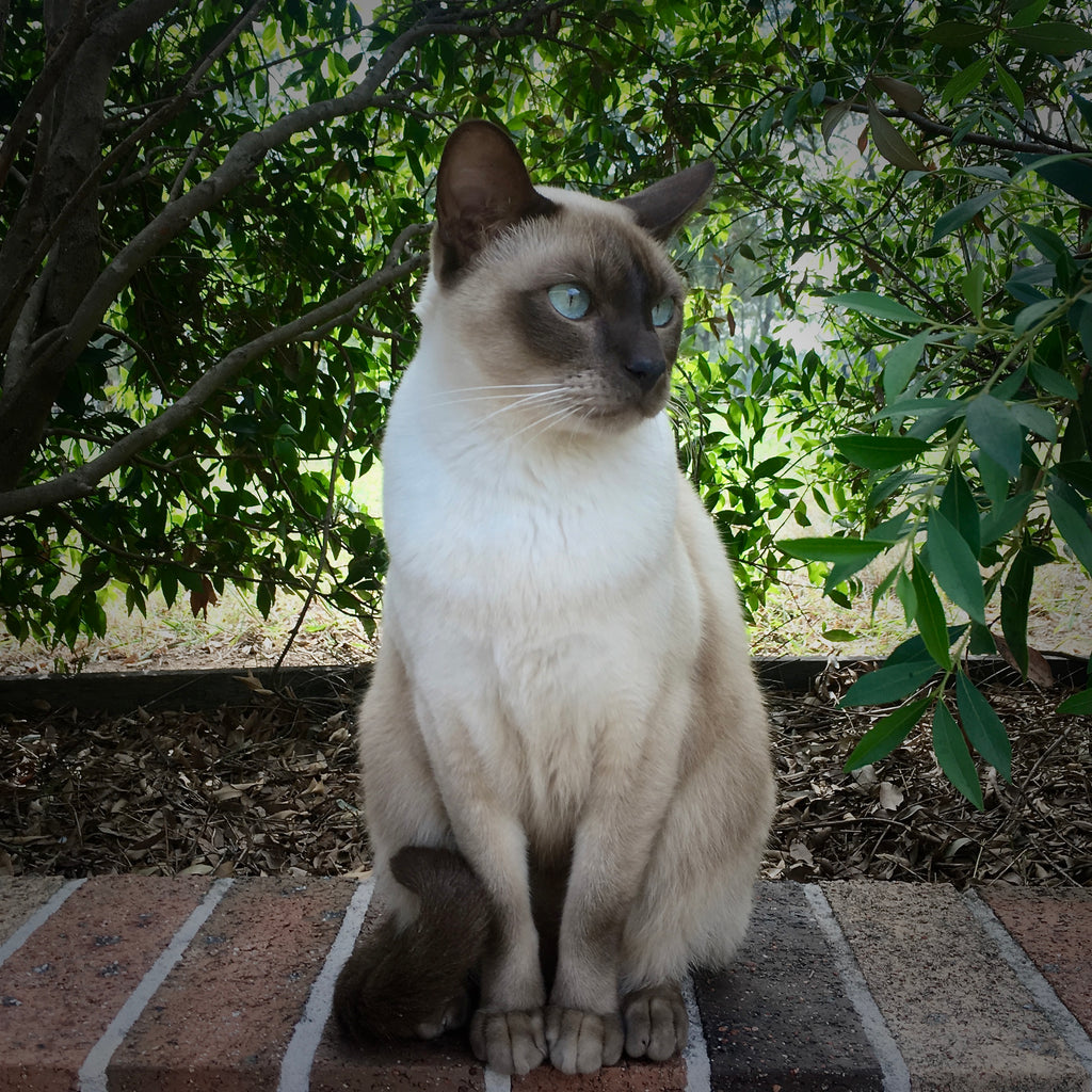 do tonkinese cats like dogs