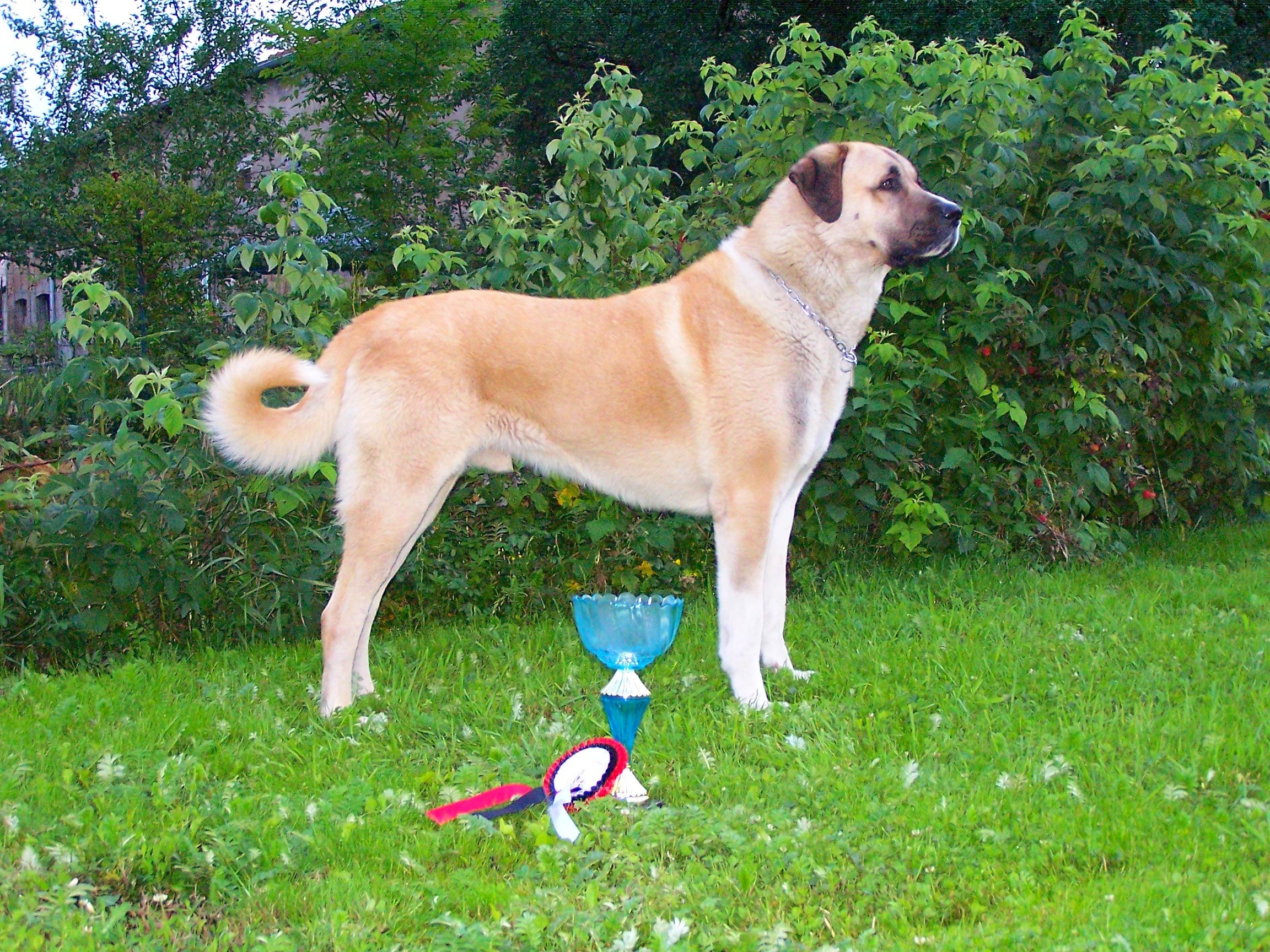 are kangal shepherd dogs separate breeds