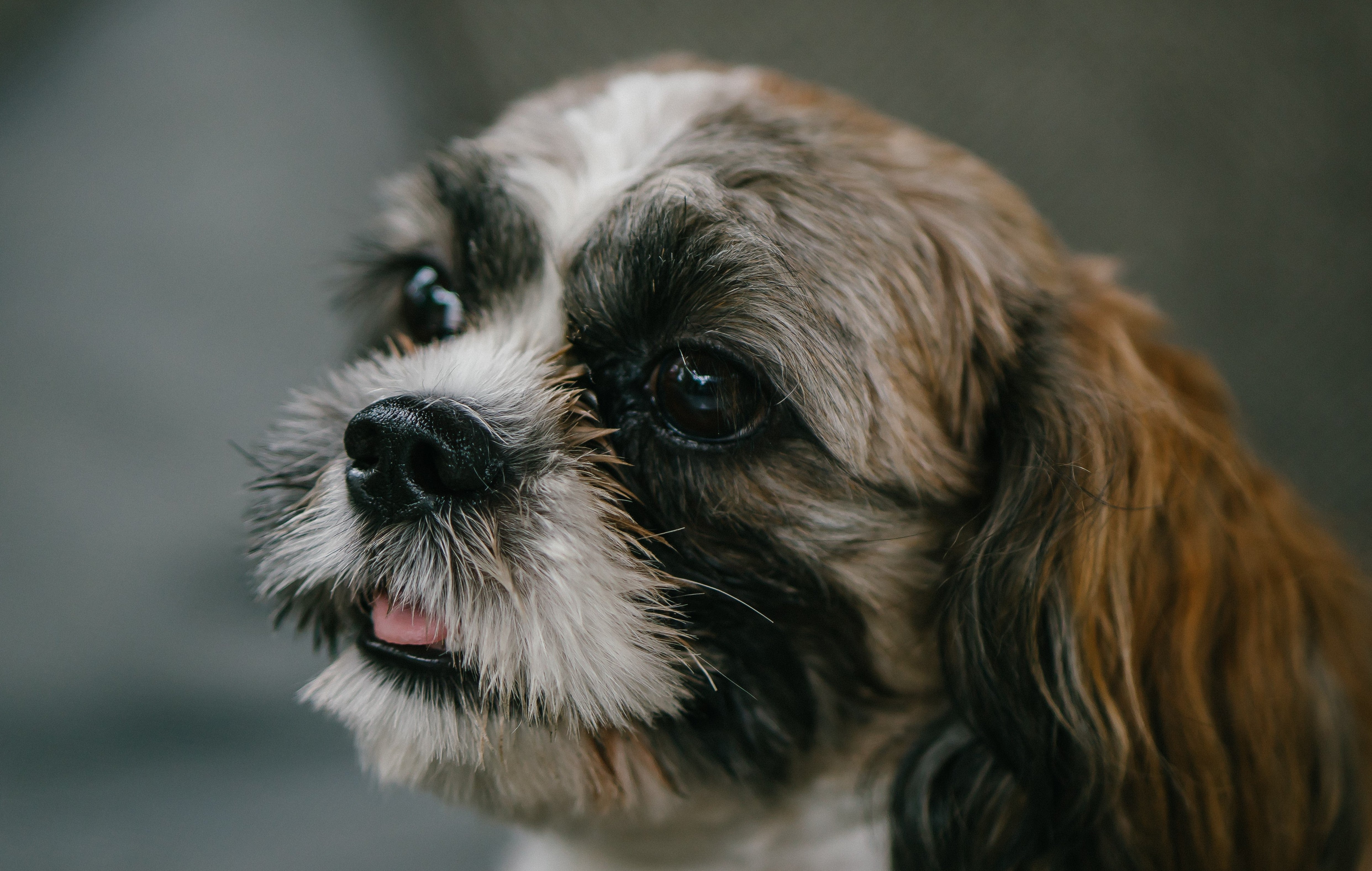 why do shih tzu lick so much