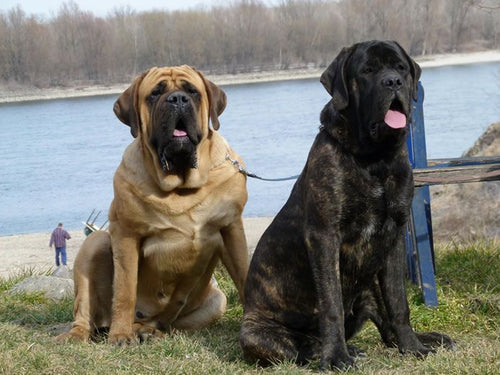 how much should english mastiff puppies weigh