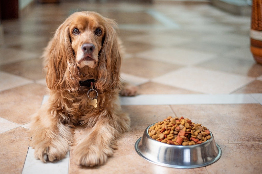 how common is beef allergy in dogs