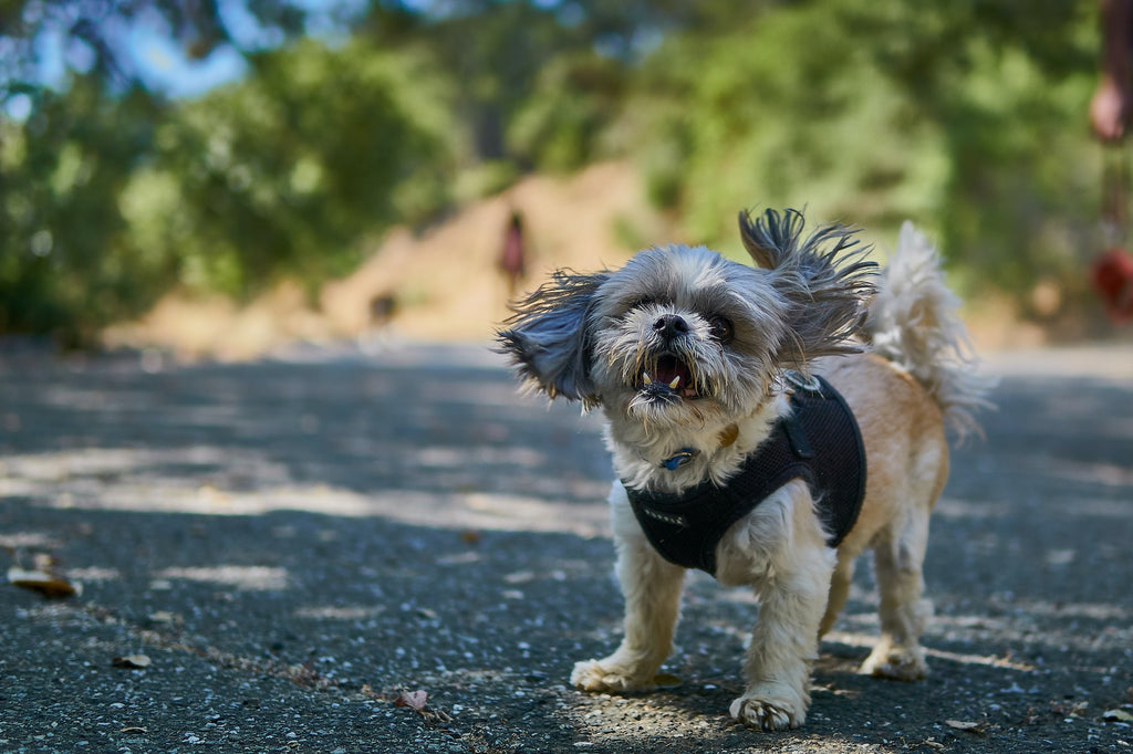 are shih tzus prone to kidney disease