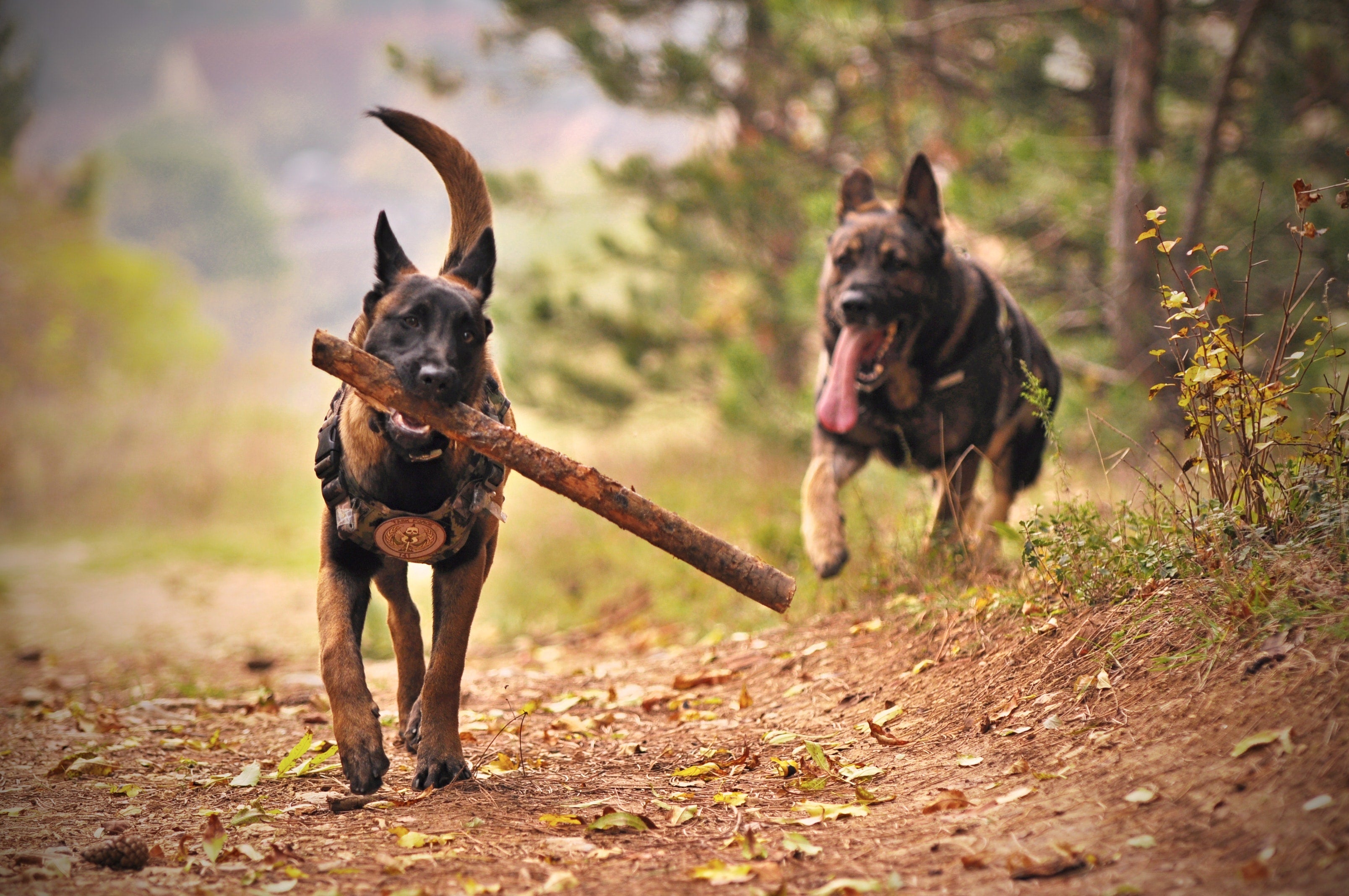 are german shepherds good for hiking