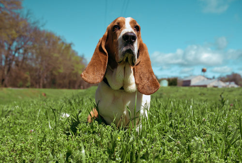 Improving The Basset Hound Lifespan Petsmont